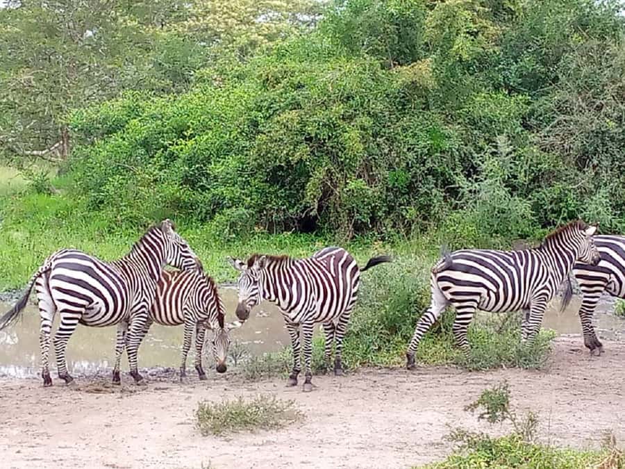 Lake Mburo National Park with Equator, Game Drive & Cruise - Operations and reliability: what to do so the day runs smoothly