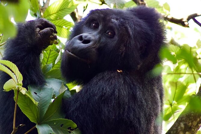 Mambo Gorilla Safaris, is an African based Tour Agency, offering the best ever - Mambo Gorilla Safaris in Kampala, a gorilla-first trip with room to add big game
