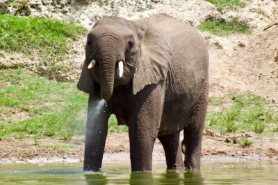 Mambo Gorilla Safaris, is an African based Tour Agency, offering the best ever
