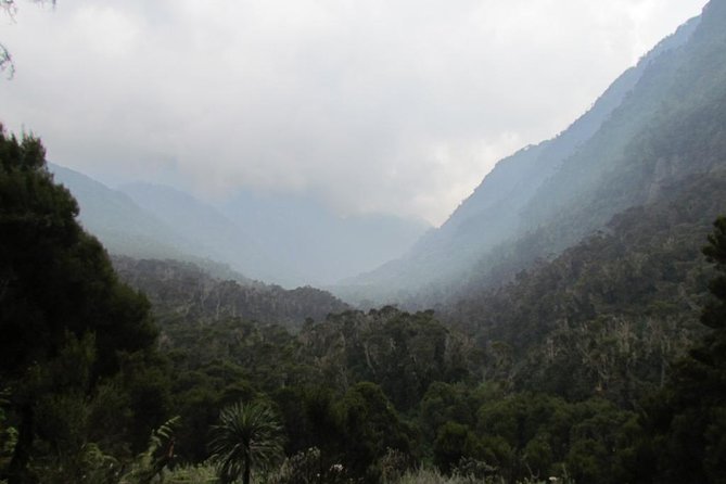 Mountain Rwenzori Trekking Uganda 9 Day Safari - Day 3: Ridge descent, bamboo forest climb, and John Matte hut at 3,380 m