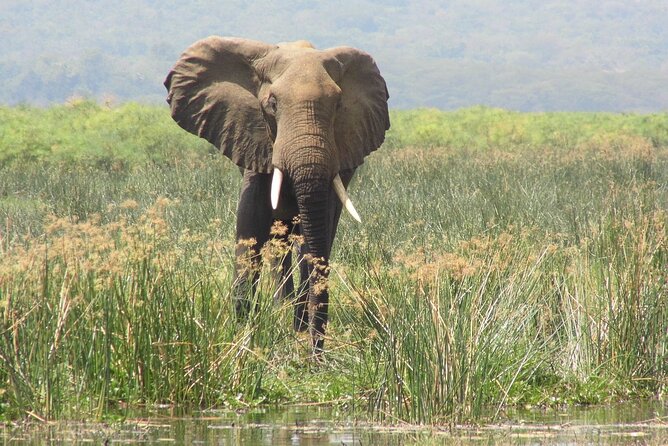 Murchison Falls 2 Days Game Safari (4 people Minimum required) - Your guide matters more than you think: Charles, Opiyo, and Geoffrey in real guiding style