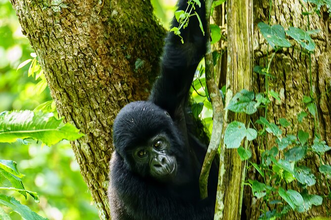 Private 3 Day Gorilla Trekking Safari in Uganda - Why Bwindi gorilla trekking feels different from other wildlife trips