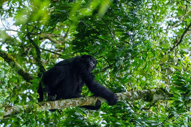 Private 3 Day Gorilla Trekking Safari in Uganda - Day 2: Park headquarters, gorilla briefing, then the jungle search