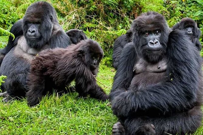 Private 3 Day Gorilla Trekking Safari in Uganda - Batwa community visit: adding human context to Bwindi