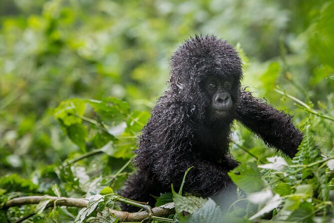 Private 3 Day Gorilla Trekking Safari in Uganda - Day 3: sunrise drive back to Entebbe, with a classic stop