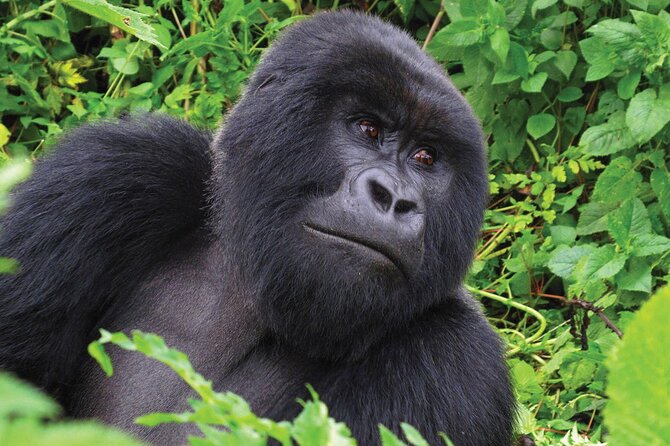 Private 3 Day Gorilla Trekking Safari in Uganda - Price and value: what you are really paying for at $3,326 per person