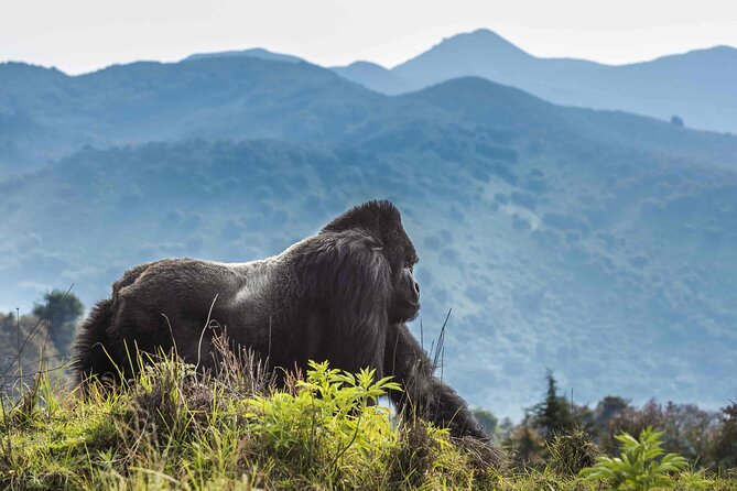 Private 3 Day Gorilla Trekking Safari in Uganda - What to expect on the trail: timing, pace, and comfort reality checks