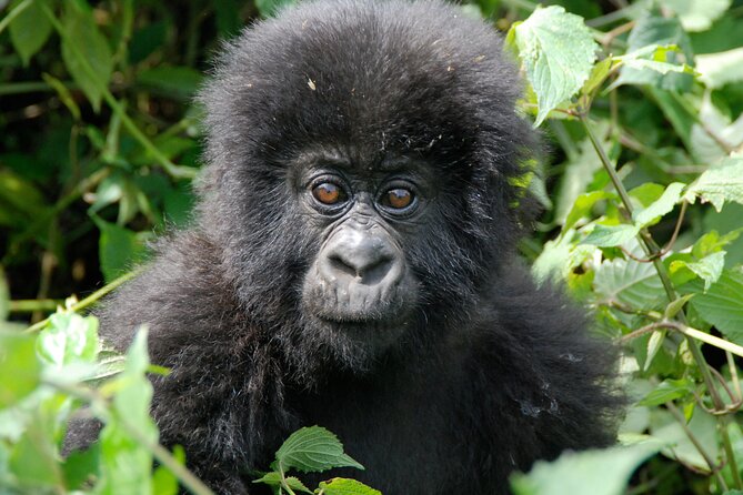 Private 3 Day Gorilla Trekking Safari in Uganda - Day 1: Entebbe to Bwindi, long drive done the comfortable way