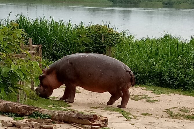 Private 3-Day Tour in Queen Elizabeth Park Safari - Day 2 early game drives: how to maximize your lion, elephant, and hippo odds