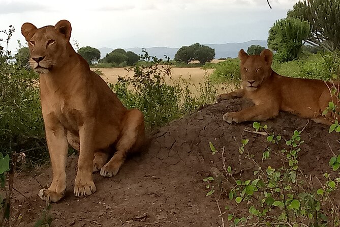 Private 3-Day Tour in Queen Elizabeth Park Safari - Practical tips to make your safari day smoother