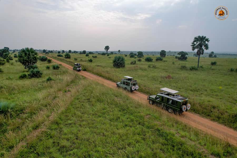 The Big5 3 Days Wildlife Adventure Experience in Uganda. - Key highlights you will actually use