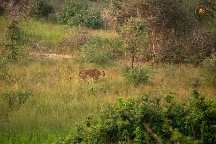 The Big5 3 Days Wildlife Adventure Experience in Uganda. - Murchison Falls from the boat and from the top