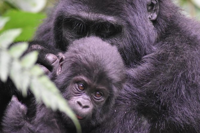 Three Days Gorilla Safaris In Uganda - Key highlights you should clock before you go