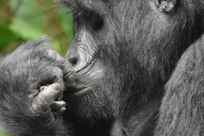 Three Days Gorilla Safaris In Uganda - Day 1 from Kampala to Bwindi: the real Uganda road trip start