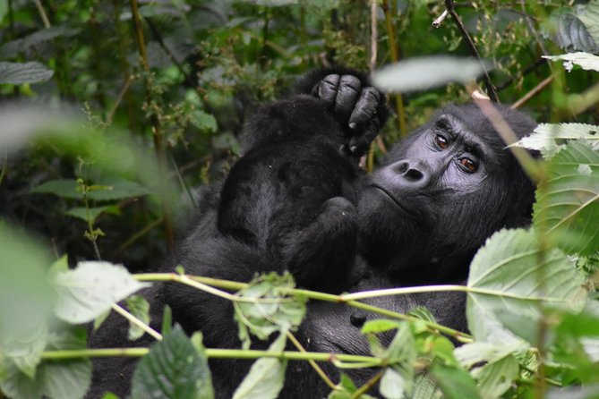 Three Days Gorilla Safaris In Uganda - Group size, guides, and the human side of the trip