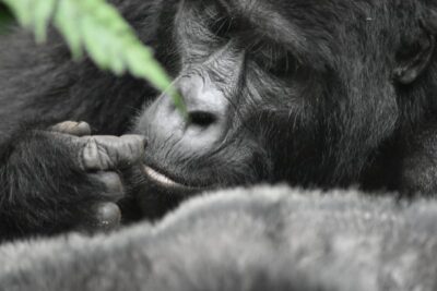 Three Days Gorilla Safaris In Uganda