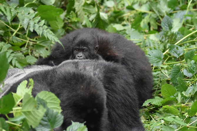 Three Days Gorilla Safaris In Uganda - What to expect on the ground: comfort, timing, and how to plan your body