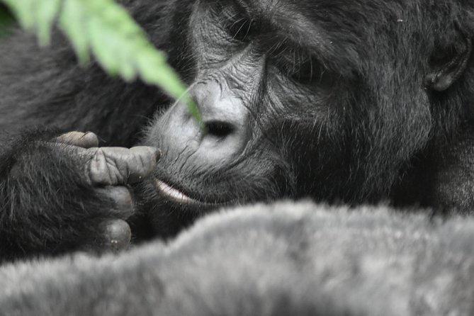 Three Days Gorilla Safaris In Uganda - Day 3 back toward Kampala and Entebbe: finish strong without rushing