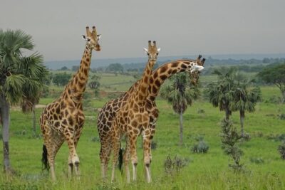 Three Days Murchison Falls National Park Tour in Uganda