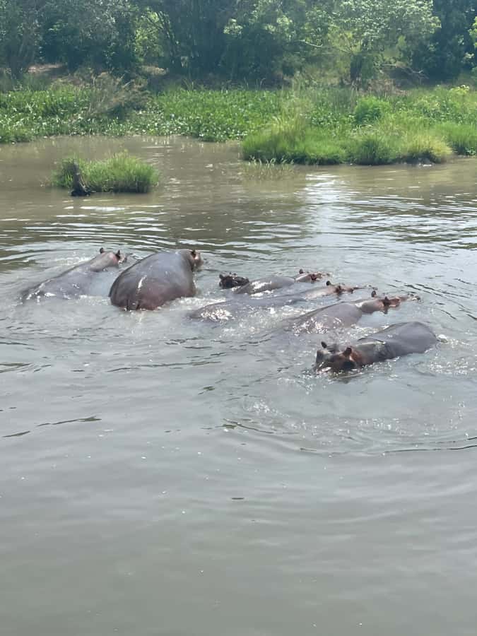 Uganda: 1-Day Murchison Falls Park Safari with Boat cruise - Key reasons this safari works