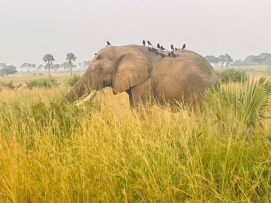 Uganda: 1-Day Murchison Falls Park Safari with Boat cruise - Murchison Falls in one day: why this park is such a strong pick