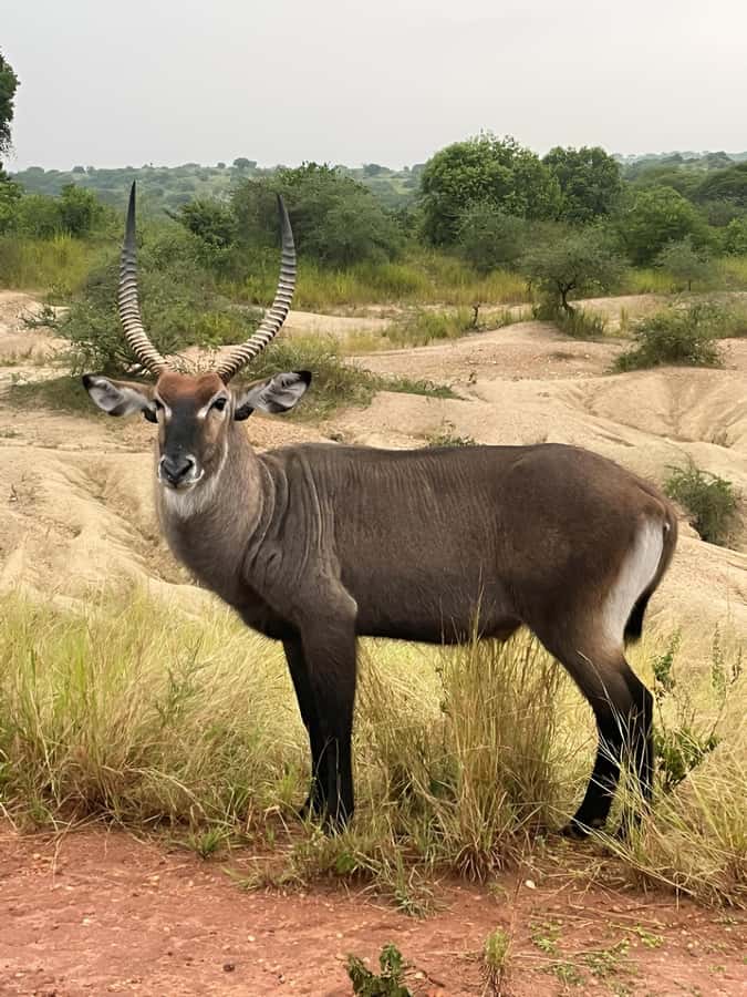 Uganda: 1-Day Murchison Falls Park Safari with Boat cruise - The game drive: how 3 hours turns into actual sightings