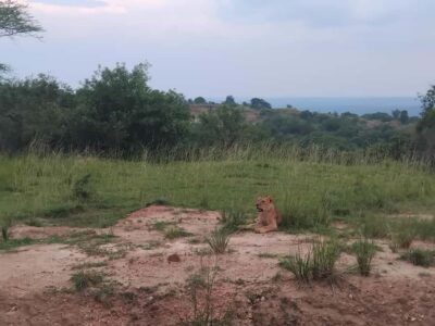 1-Day Murchison Falls Park Safari with Boat cruise