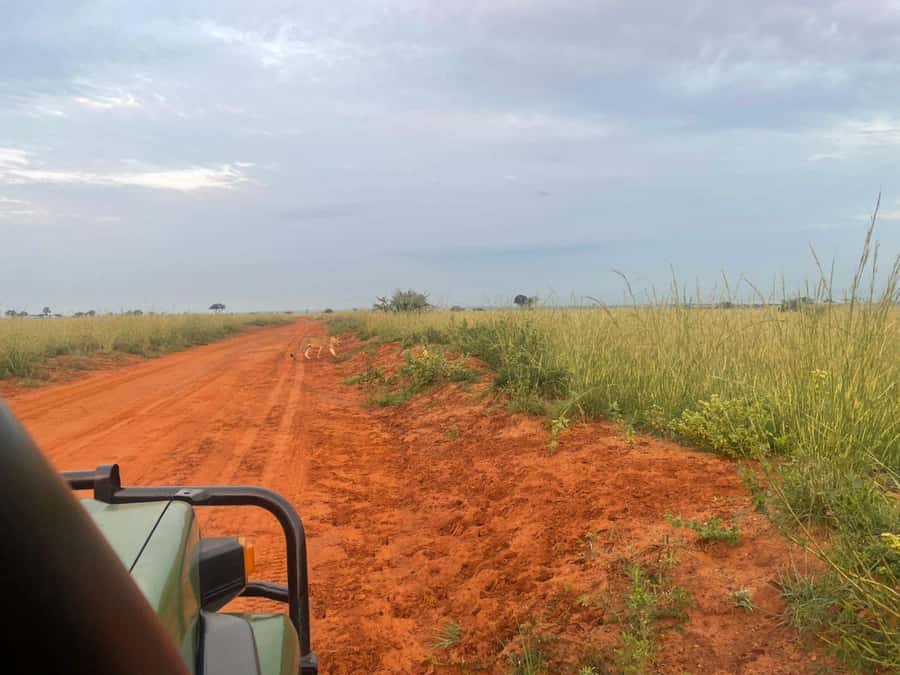 Uganda: 1-Day Murchison Falls Park Safari with Boat cruise - Lunch, water, and the comfort reality of a one-day safari