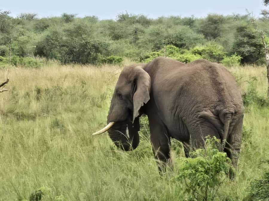 Uganda: 2-Day Murchison Falls Park Safari with Boat cruise - Lodge Check-In After the Cruise, Why the Overnight Matters