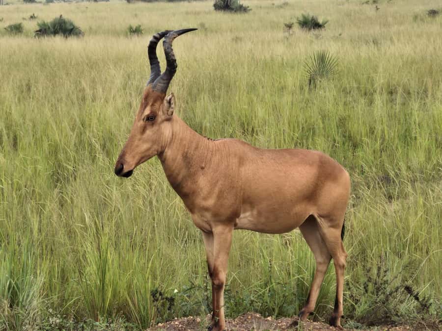 Uganda: 2-Day Murchison Falls Park Safari with Boat cruise - Boat Cruise vs. Game Drive, How to Get the Best Chances