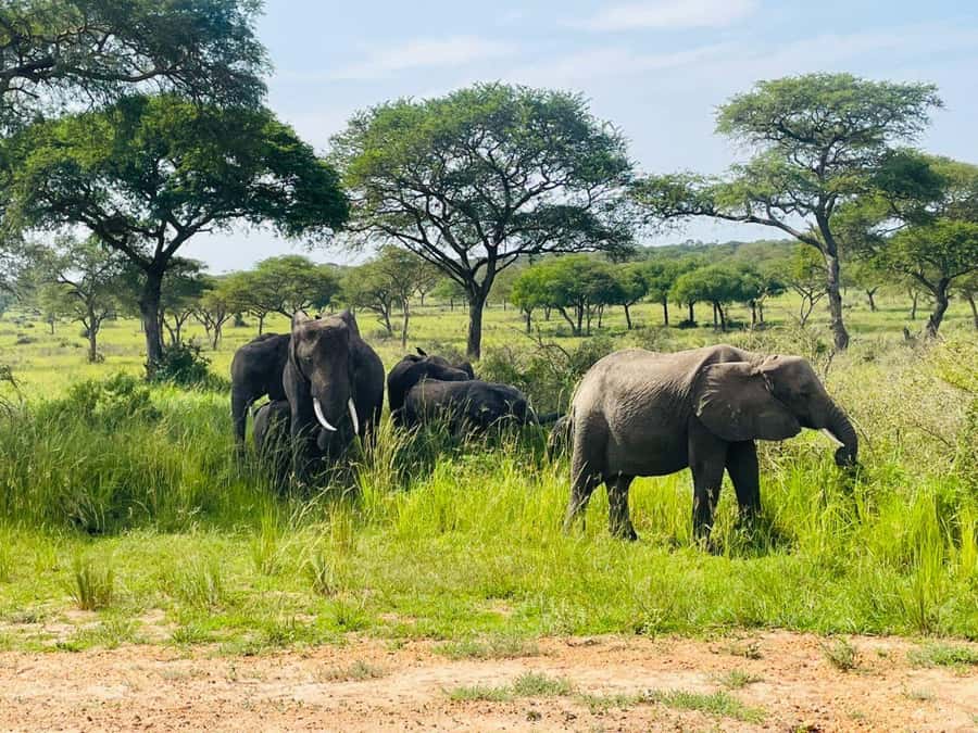 Uganda: 2-Day Murchison Falls Park Safari with Boat cruise - Price and Value, What $680 Per Person Actually Buys