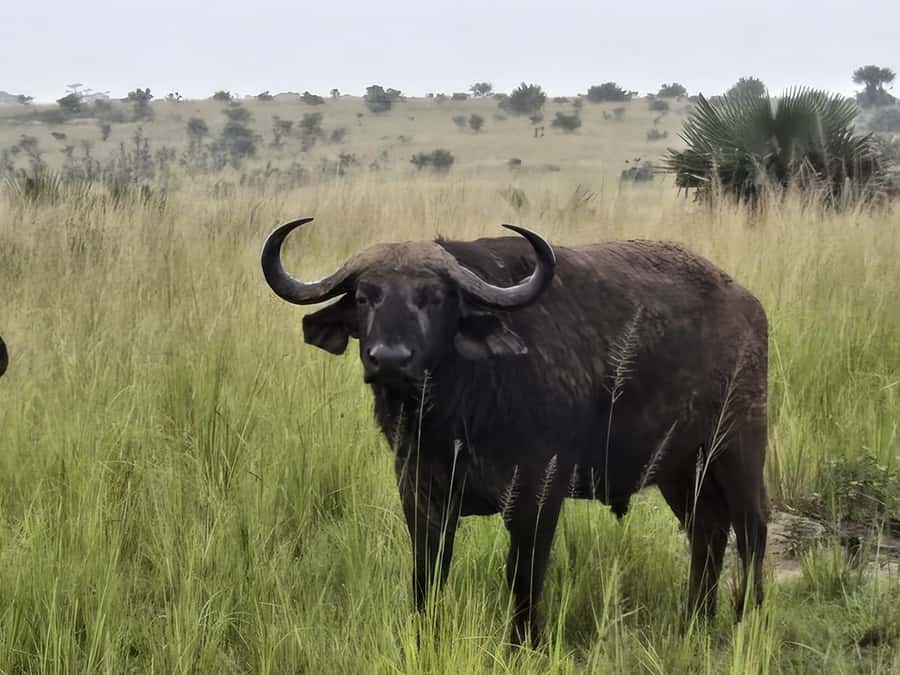 Uganda: 2-Day Murchison Falls Park Safari with Boat cruise - Day 2 Sunrise Game Drive Around 6:00 AM, Plus Delta Point Birdwatching