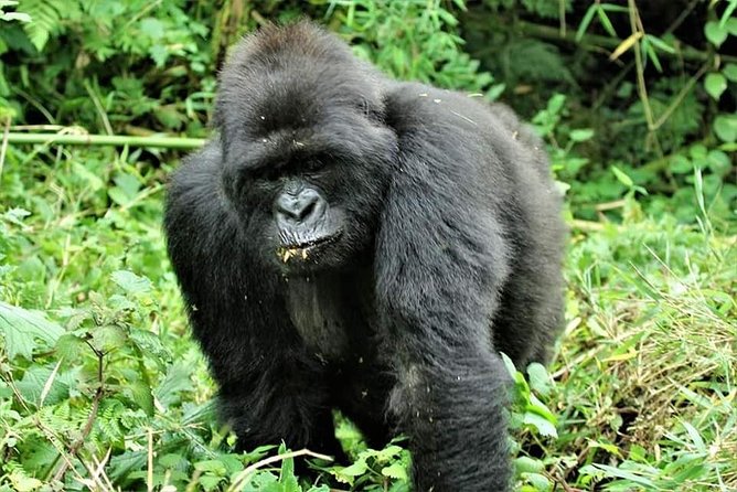 Uganda 4 days Gorilla Trekking - Key things I’d bet on (before you book)