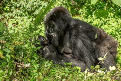 Uganda 4 days Gorilla Trekking