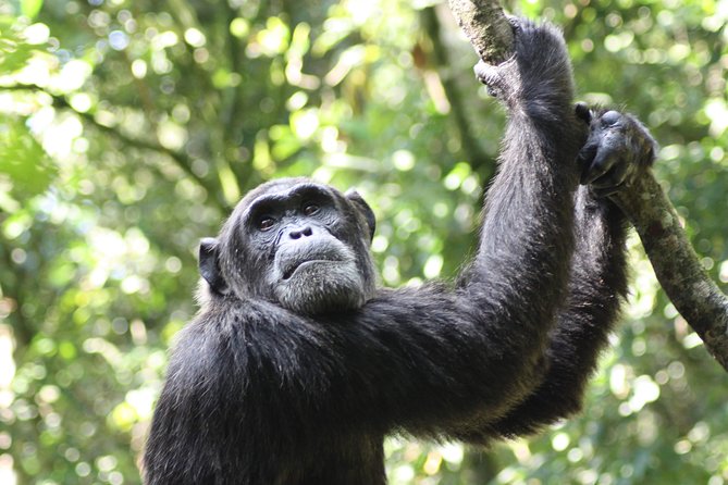 Uganda Wildlife Holiday - 8 Days - Bwindi Impenetrable Forest: the drive through the Kigezi Highlands