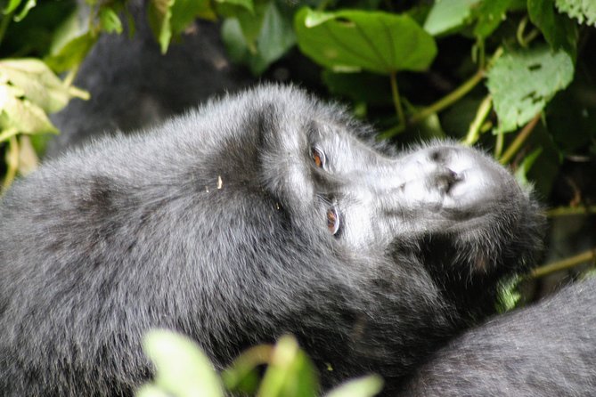 Uganda Wildlife Holiday - 8 Days - Back to Kampala via the Green Equator: Kayabwe for photos