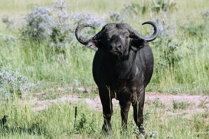 Uganda Wildlife Holiday - 8 Days - Included meals, park admissions, and what your guide is really doing