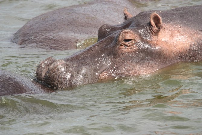 Uganda Wildlife Holiday - 8 Days - Private tour feel with group discounts and mobile tickets