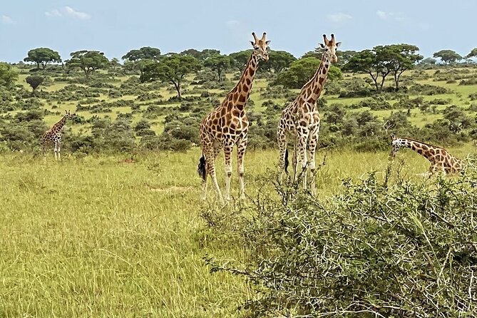 Unforgettable 3 days Murchison falls. - Quick hits before you go