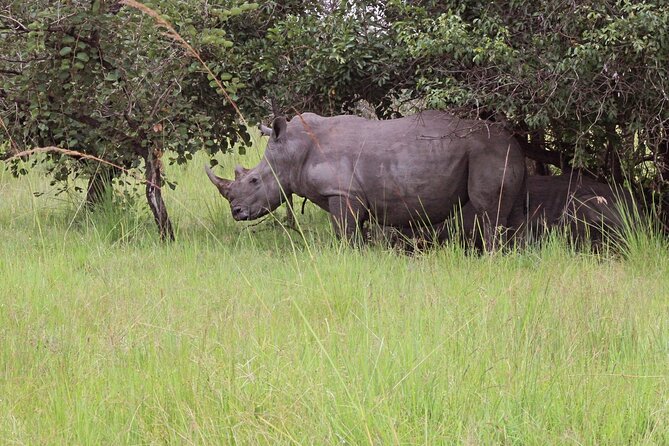 Unforgettable 3 days Murchison falls. - Day 1 at Rhino Fund Uganda: rhino trekking on foot, option and cost