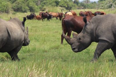 Unforgettable 3 days Murchison falls.