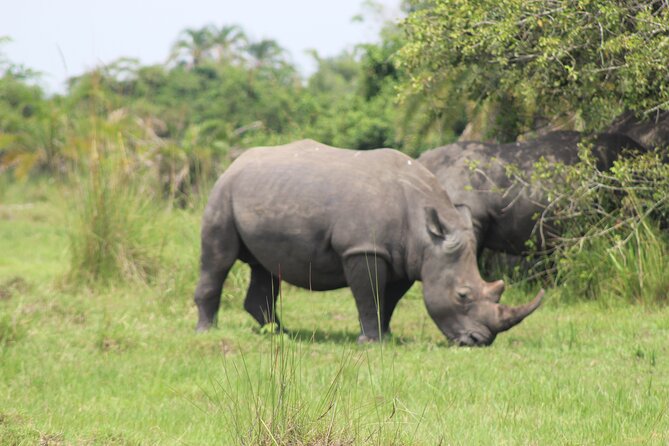 Unforgettable 3 days Murchison falls. - Day 3 back to Kampala: a long road finish with included meals