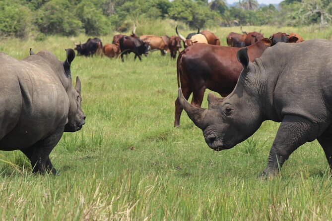Unforgettable 3 days Murchison falls. - Private pickup, your guide Yusuf, and the value of not guessing