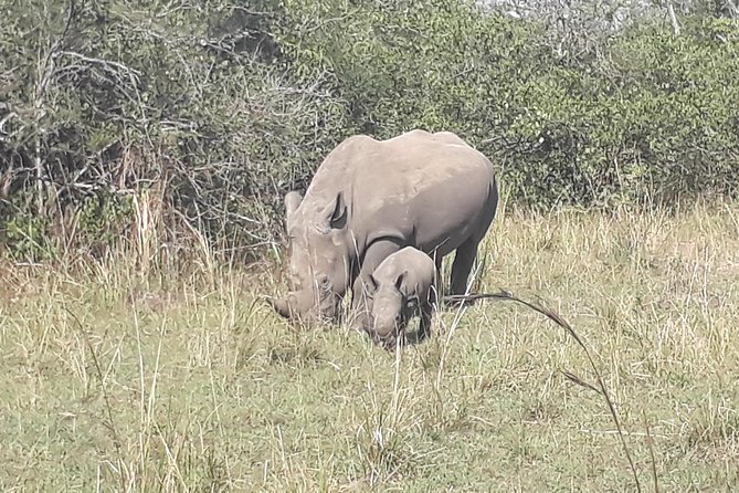 Zziwa Rhino Sanctuary Walking Safari - Why a Walking Rhino Safari from Kampala Feels Different