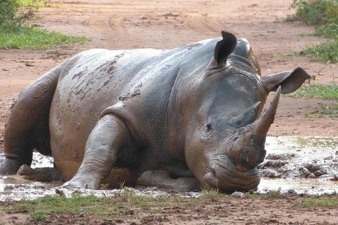 Zziwa Rhino Sanctuary Walking Safari - Early Departure Timing: Be Ready for a Start at 6am
