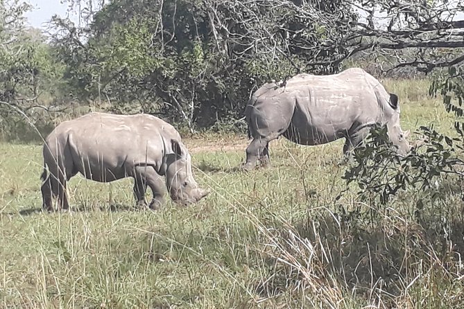 Zziwa Rhino Sanctuary Walking Safari - The Sanctuary Time: Best Ways to Enjoy Those Four Hours