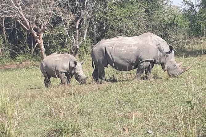 Zziwa Rhino Sanctuary Walking Safari - Lunch and Breaks: Keeping the Day Comfortable
