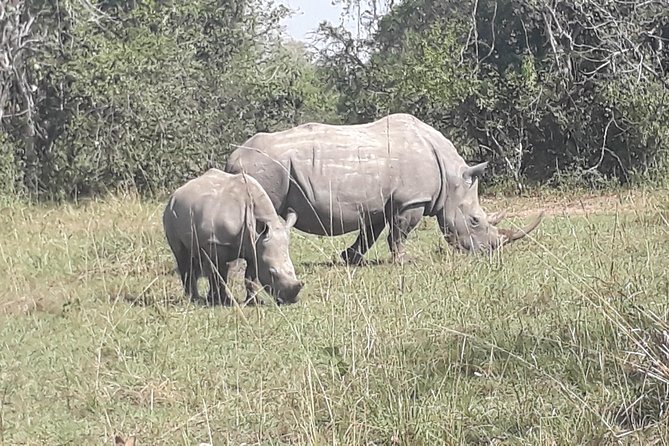 Zziwa Rhino Sanctuary Walking Safari - Value and Price: Is $400 a Good Deal for This Day?