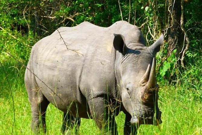 Zziwa Rhino Sanctuary Walking Safari - Who This Tour Suits Best (And Who Might Want Another Option)